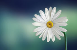 White And Yellow Flower
